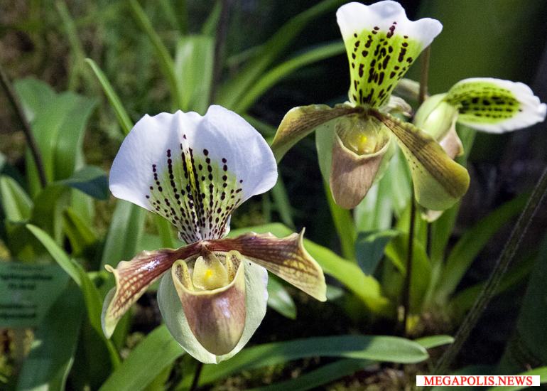 Выставки орхидей в Ботанических садах двух столиц