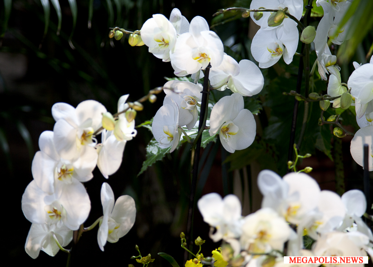 Выставки орхидей в Ботанических садах двух столиц