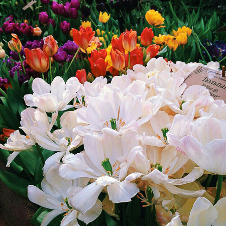10 тысяч тюльпанов и других весенних цветов на выставке «Репетиция весны» в Москве