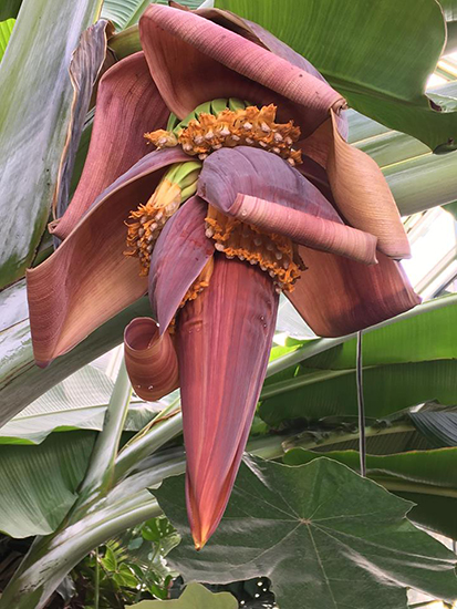 Самый высокий Райский банан расцвёл в «Аптекарском огороде» — MEGAPOLIS