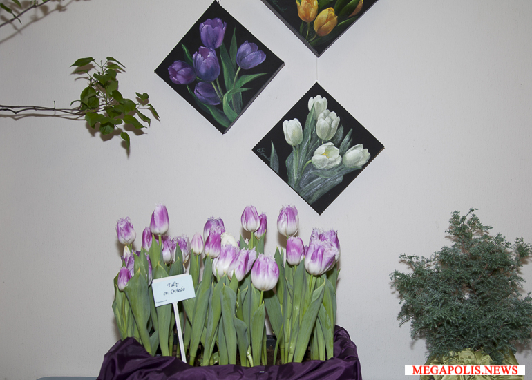 Выставки тюльпанов в ботанических садах двух столиц