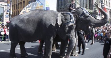 По центру Петербурга прошли слоны