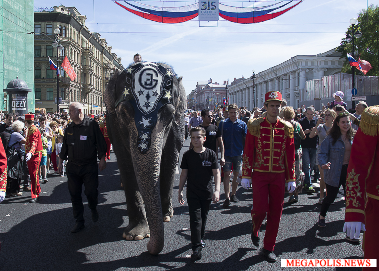 По центру Петербурга прошли слоны
