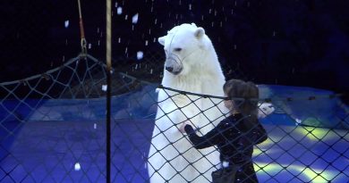 Премьера цирковой программы Цирк на льду в Петербурге