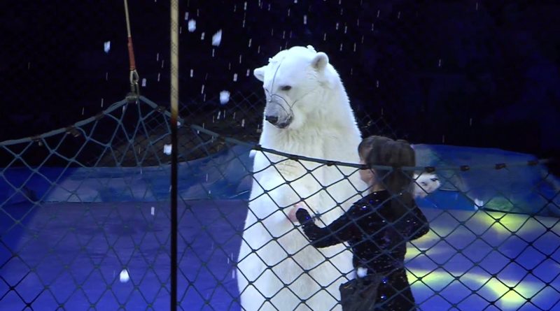 Премьера цирковой программы Цирк на льду в Петербурге