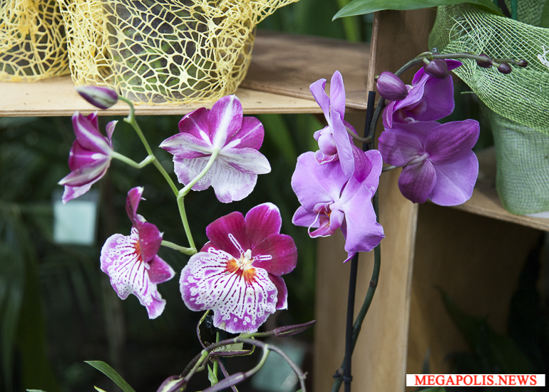 «Осколки радуги»: выставка орхидей 2018
