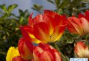 Фестиваль тюльпанов на Елагином острове